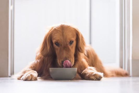Welk voer krijgt mijn hond op vakantie?