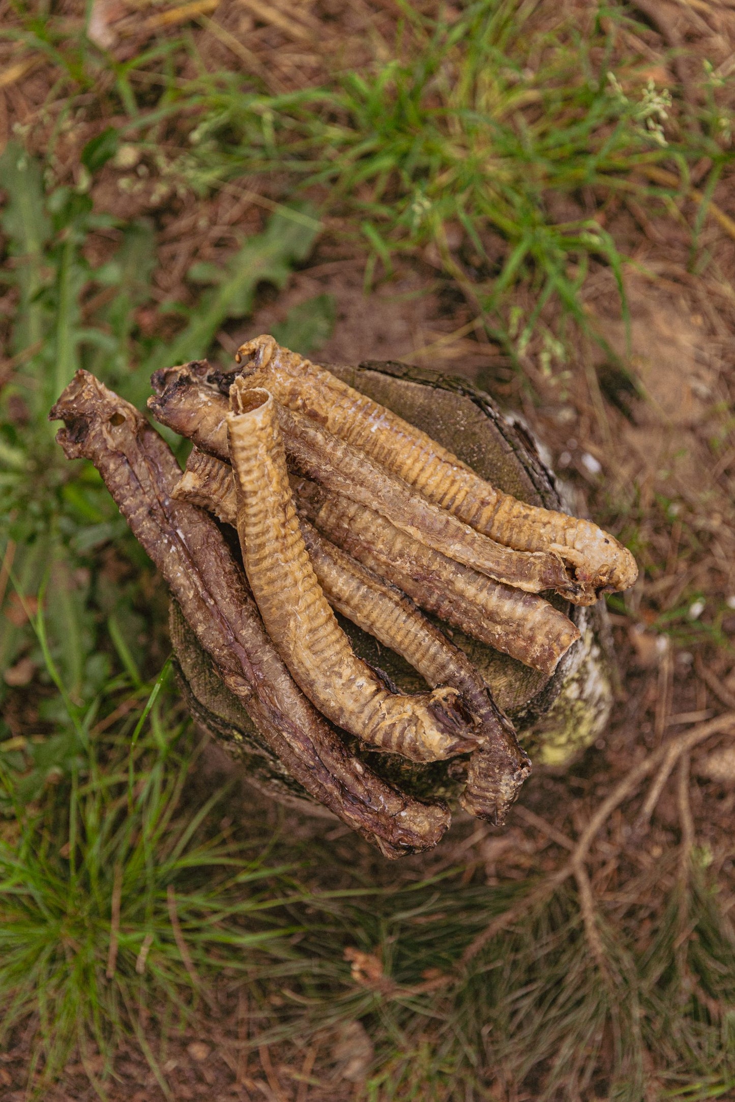 lamsluchtpijp