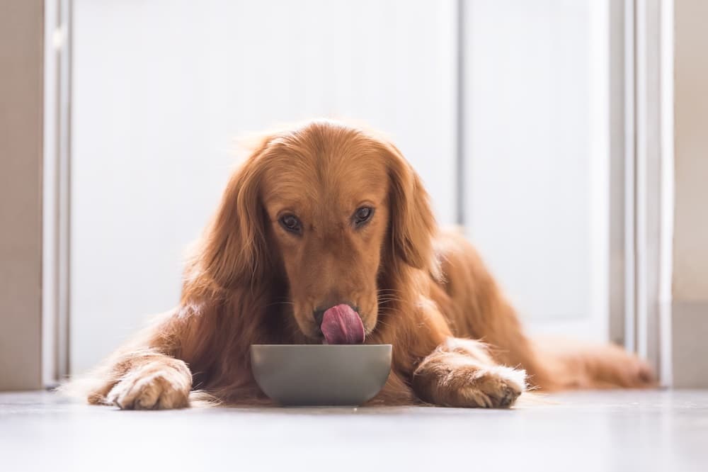 Welk voer krijgt mijn hond op vakantie?