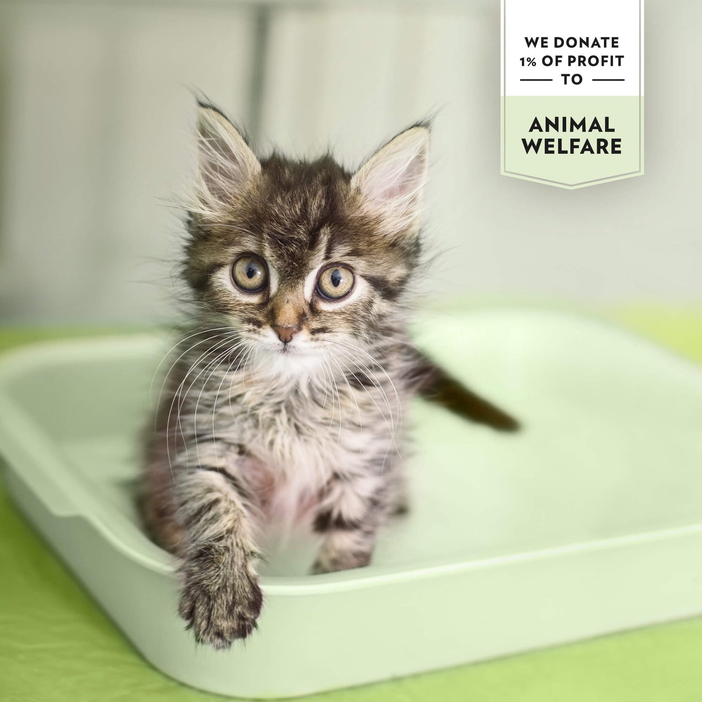 PrimaCat grüne Apfel Katzenstreu weiß 5L