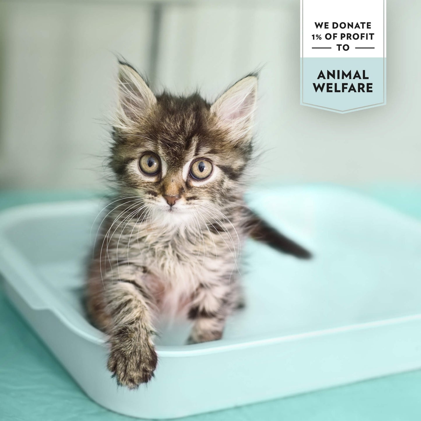 PrimaCat unparfümierte Katzenstreu weiß 5L