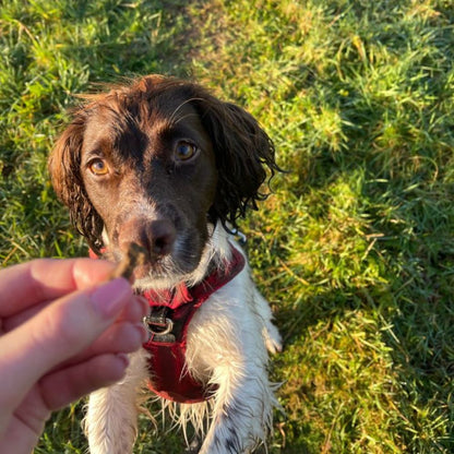 Fuzzies-Kickstarter – Nahrungsergänzung für Hunde