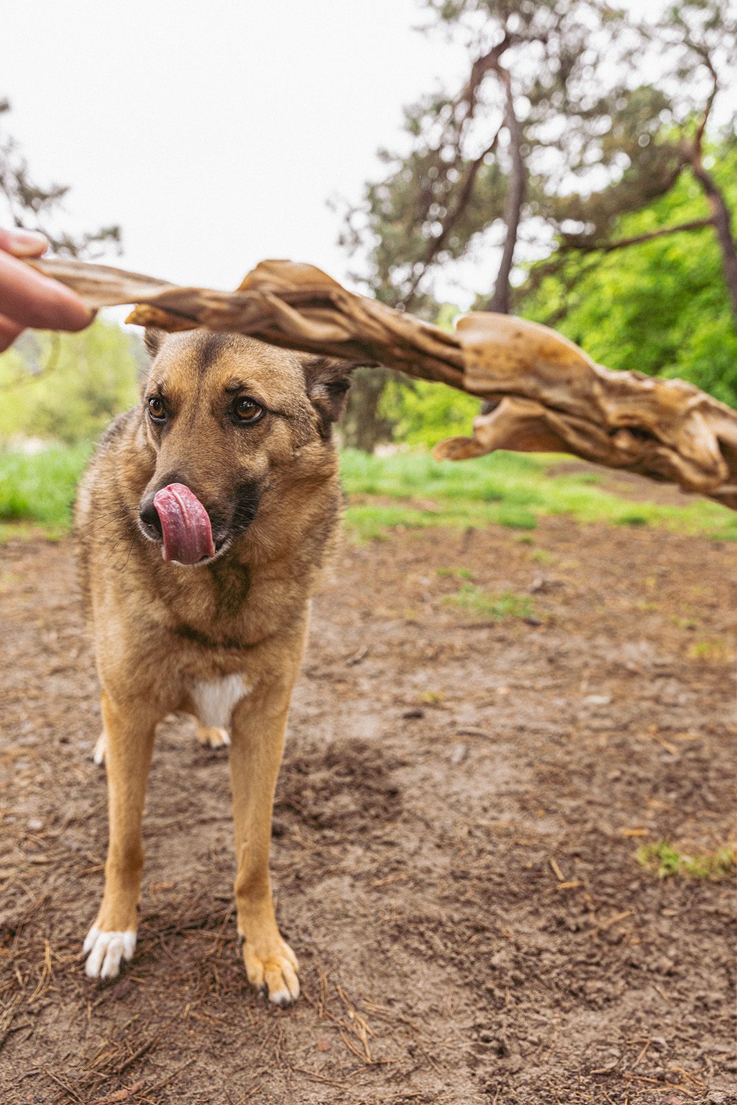 hond large haai