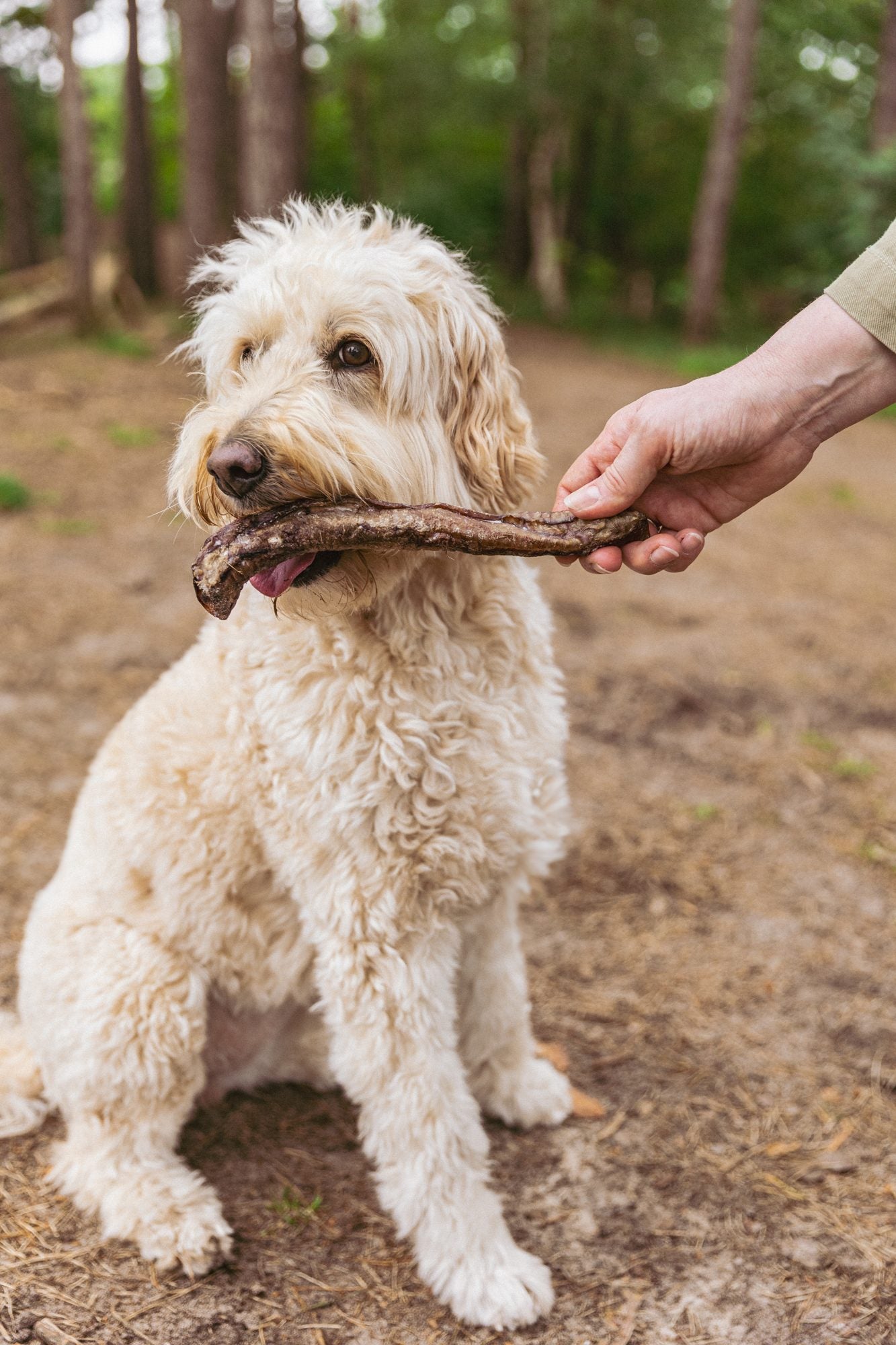 Billies Hundesnack Rinderluftröhre 15 Zentimeter 1 Stück