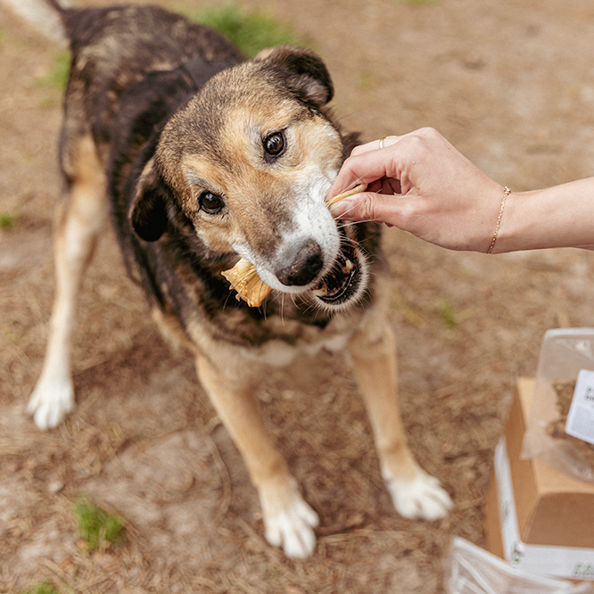 Kauspielzeugbox für ausgewachsene Hunde - Durchbeißer XL