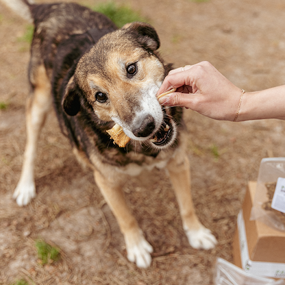 Kauspielzeugbox für ausgewachsene Hunde - Durchbeißer XL