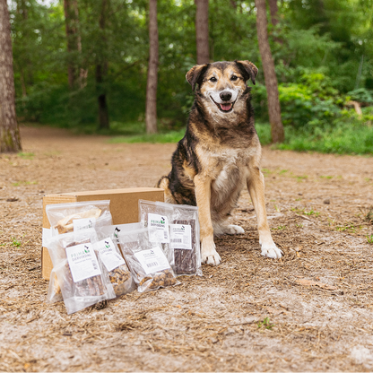Kauspielzeugbox für ausgewachsene Hunde - Durchbeißer XL