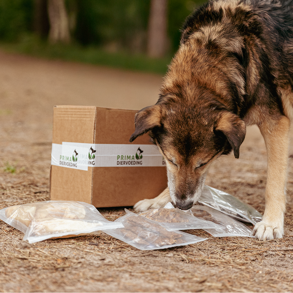 Kauspielzeugbox für ausgewachsene Hunde - Durchbeißer XL