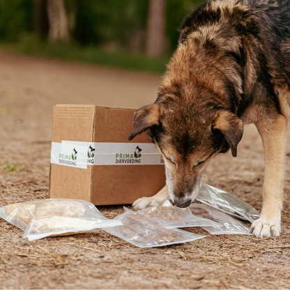 Kauspielzeugbox für ausgewachsene Hunde - Durchbeißer XL