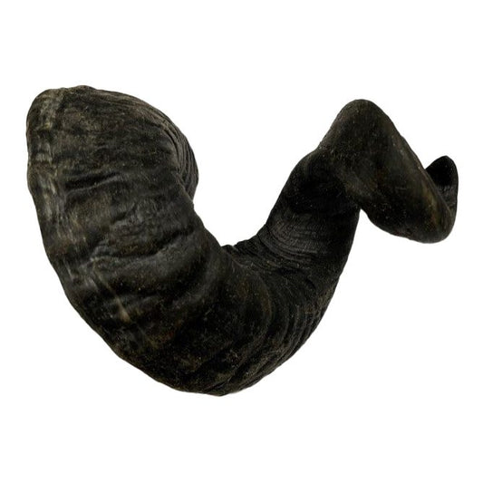 lamshoorn