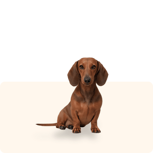 Pip
